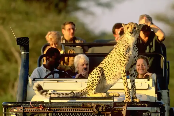 Dear Africa Safaris — Gateway to African Wildlife Journeys
