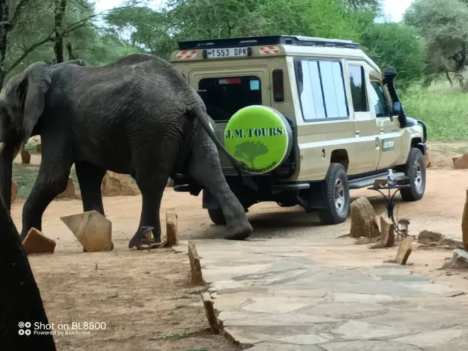 J.M. Tours — Top-Rated Tanzania Safari & Mountain Treks