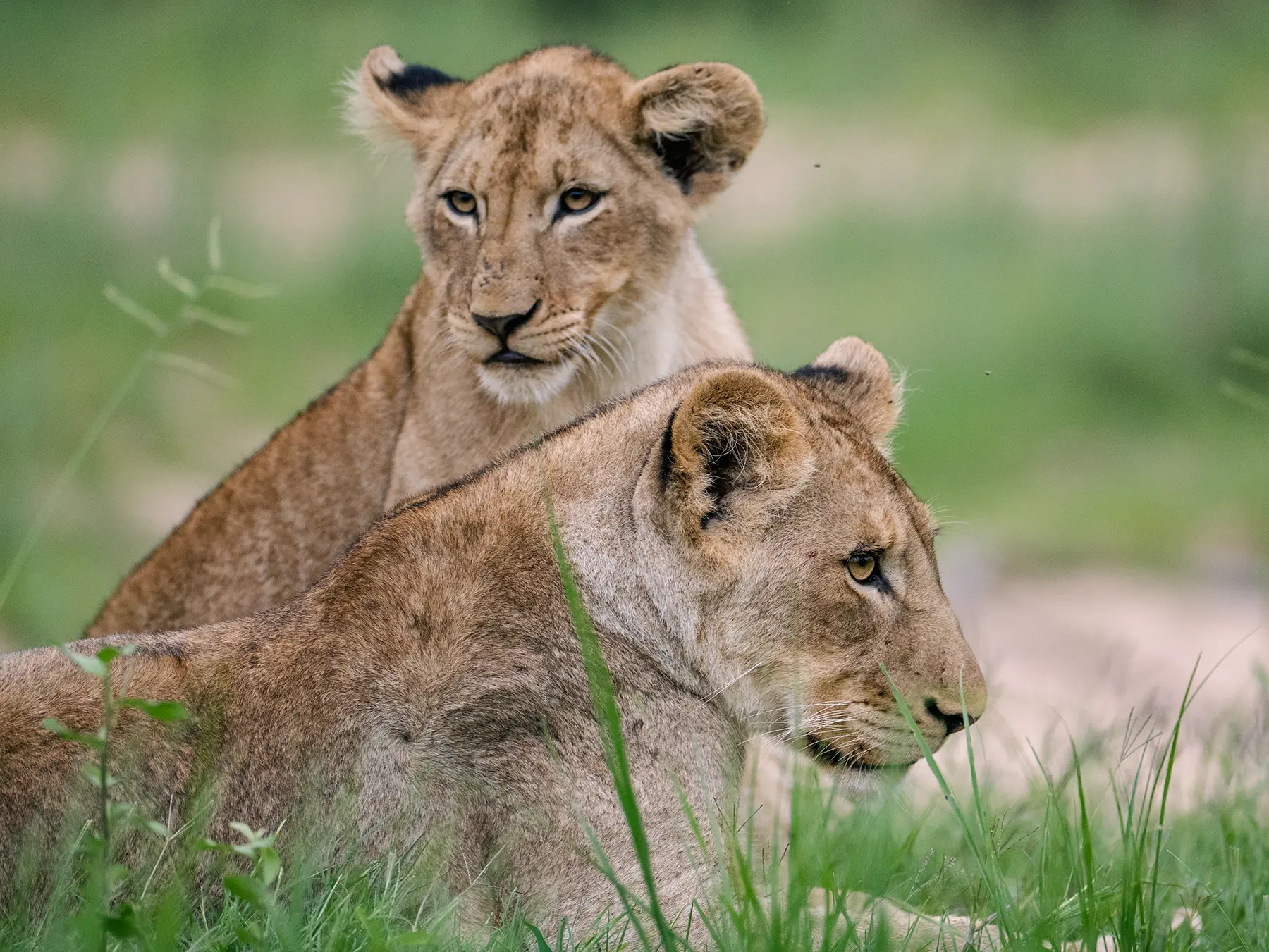 Omniview Travels — Wildlife, Adventure & Beach Holidays